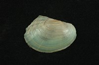 藏品(青蚌(稜蚌))的圖片